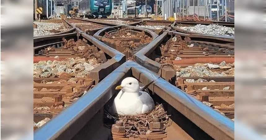 海鷗在鐵軌交界處築巢，引發眾多網友討論。（圖／翻攝自Reddit）