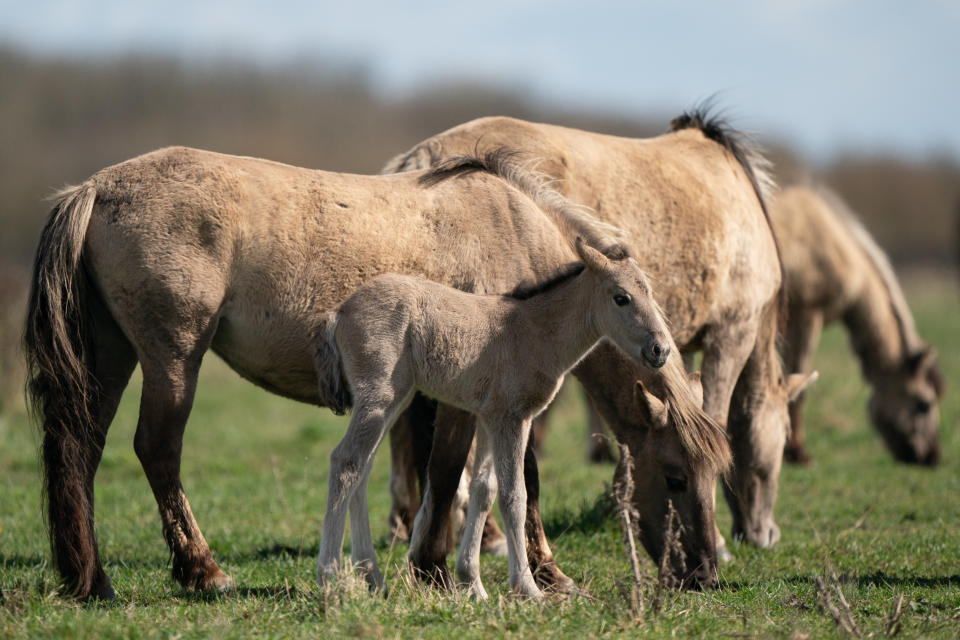 Konik ponies were introduced to Wicken Fen in the early 2000s. (Joe Giddens/ PA)