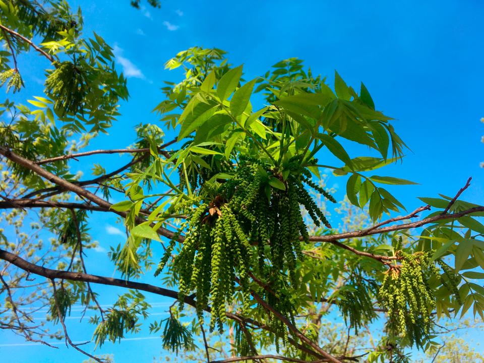 A bud breaks on a pecan tree on a 14,000-acre pecan farm near Granbury, Texas.