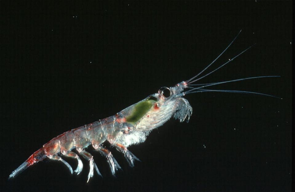 Shrimplike krill are essential food for many species, including whales. They make up about a quarter of the Gentoo penguin’s diet in Antarctica. <a href="https://www.flickr.com/photos/106398176@N07/10544282175/" rel="nofollow noopener" target="_blank" data-ylk="slk:Beth Simmons/Palmer Station LTER;elm:context_link;itc:0;sec:content-canvas" class="link ">Beth Simmons/Palmer Station LTER</a>, <a href="http://creativecommons.org/licenses/by-sa/4.0/" rel="nofollow noopener" target="_blank" data-ylk="slk:CC BY-SA;elm:context_link;itc:0;sec:content-canvas" class="link ">CC BY-SA</a>
