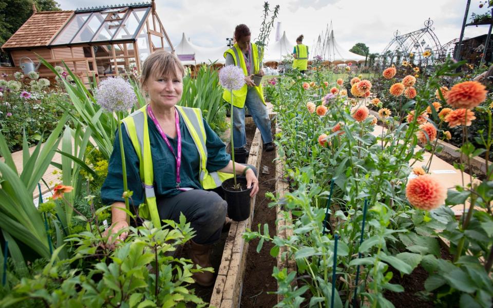 Hampton Court Flower Show 2021: how to buy tickets, live talk schedule and the best plants to buy - David Rose