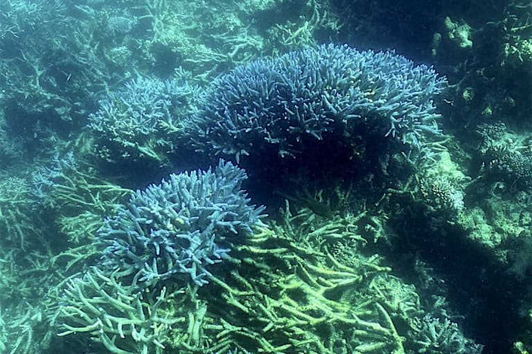 Blanchissement de corail sur la Grande Barrière d'Australie, le 7 mars 2022  - Glenn NICHOLLS © 2019 AFP