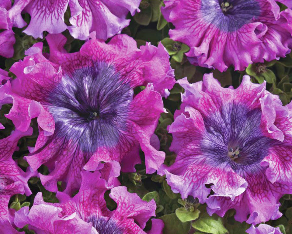 Superbissima Dark Purple petunia flowers