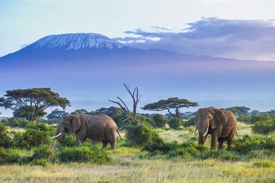 two elephants and kilimanjaro mountain