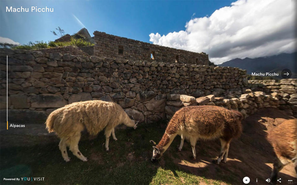 Machu Picchu Alpacas（圖片來源：www.youvisit.com/tour/machupicchu）