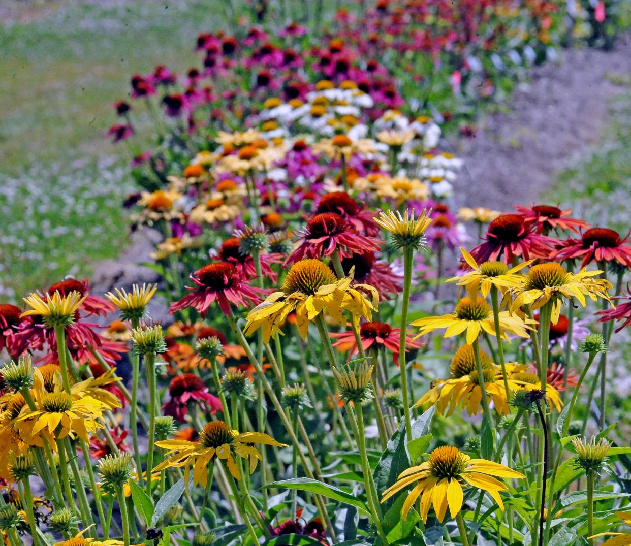 Coneflowers fill beds at the Secrest Arboretum in Wooster, where a Garden Fair will be held in June. The juried event will promote handmade arts and crafts, plants and food. Applications are being accepted. For more information, visit www.friendsofsecrest.com or contact Merry Gentry at gardenfair2022@gmail.com or 330-461-4160.