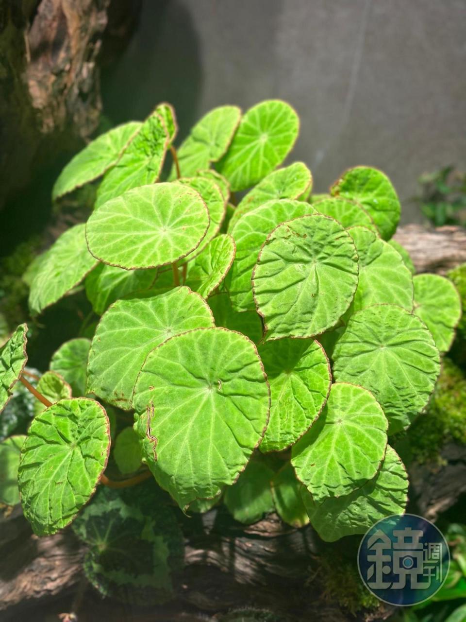 植物界中的秋海棠屬（Begonia）目前已知已有2,040種，是生物多樣性與融合的完美代表。 