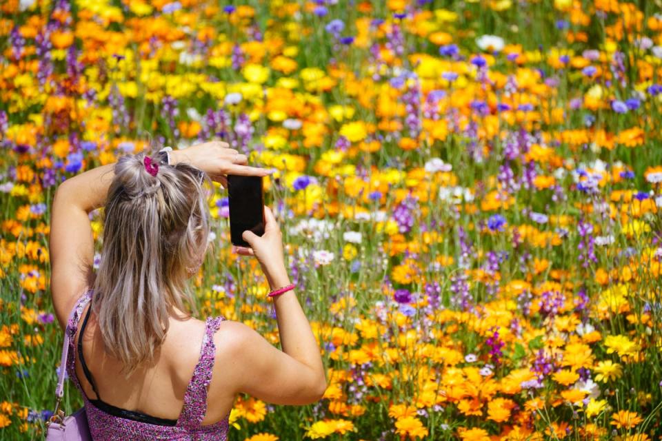 A visitor takes a photo of the flowers of the ‘Superbloom’ garden in the moat of the Tower of London, in London (Dominic Lipinski/PA) (PA Wire)