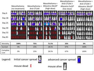 AB-137 study: survival and complete cure results