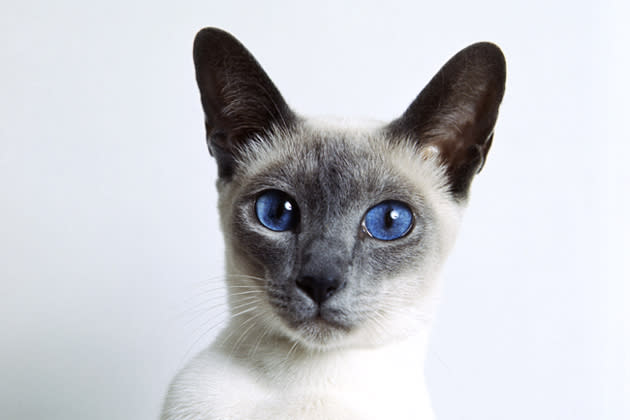 Siamese — The Top Vocal Cat