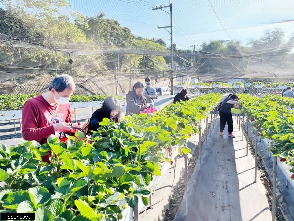 幸福花之島冷凍草莓工坊。