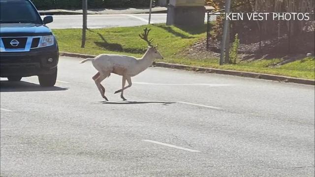 Ask Sam: How Do They Decide Where to Put Deer Crossing Signs