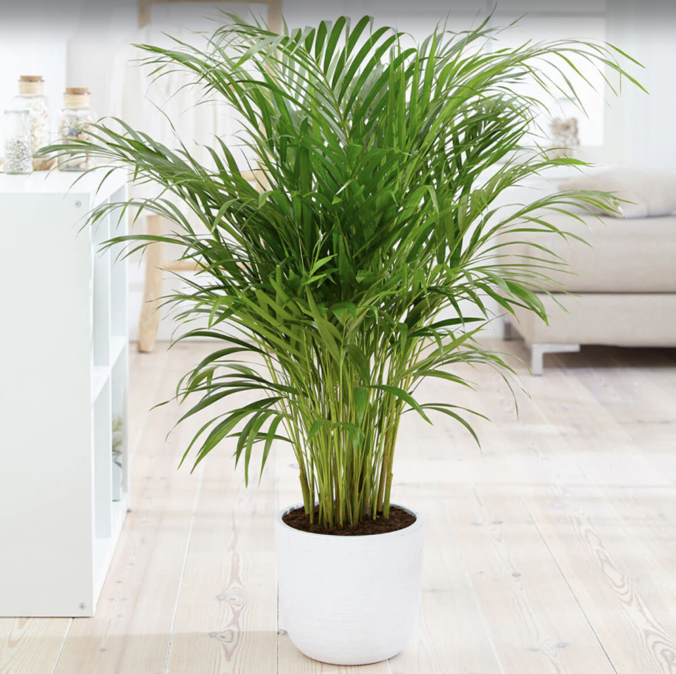 indoor trees, areca palm tree indoors