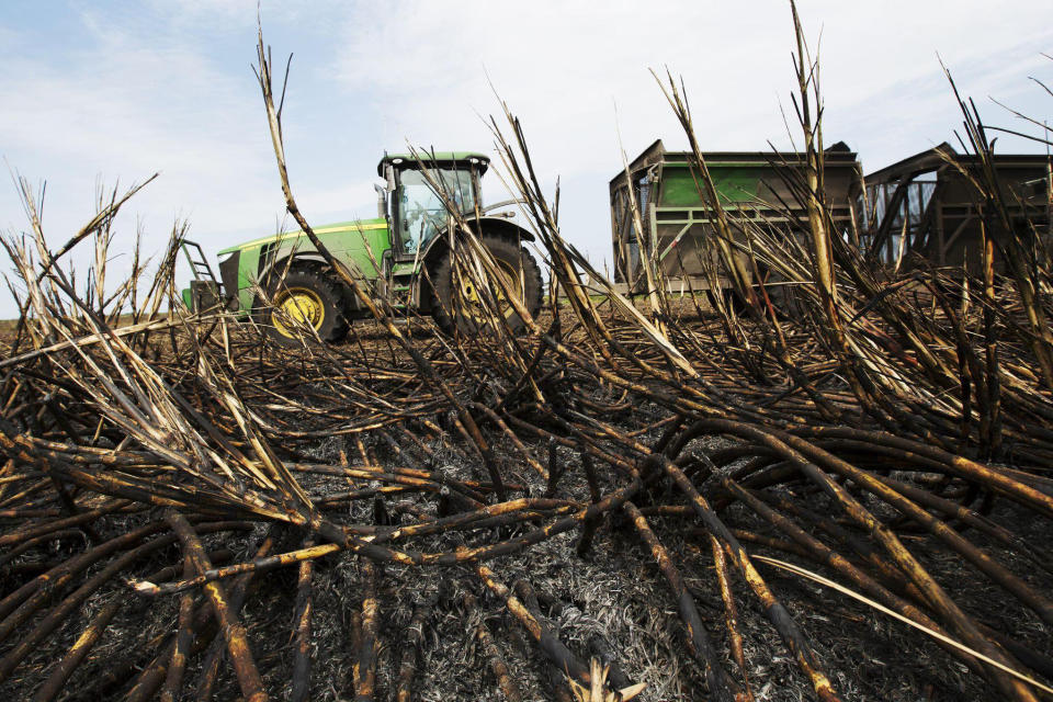 Burned sugar cane is harvested in Clewiston, Fla., in 2015.  (Andrew West / The News-Press / USA Today Network)