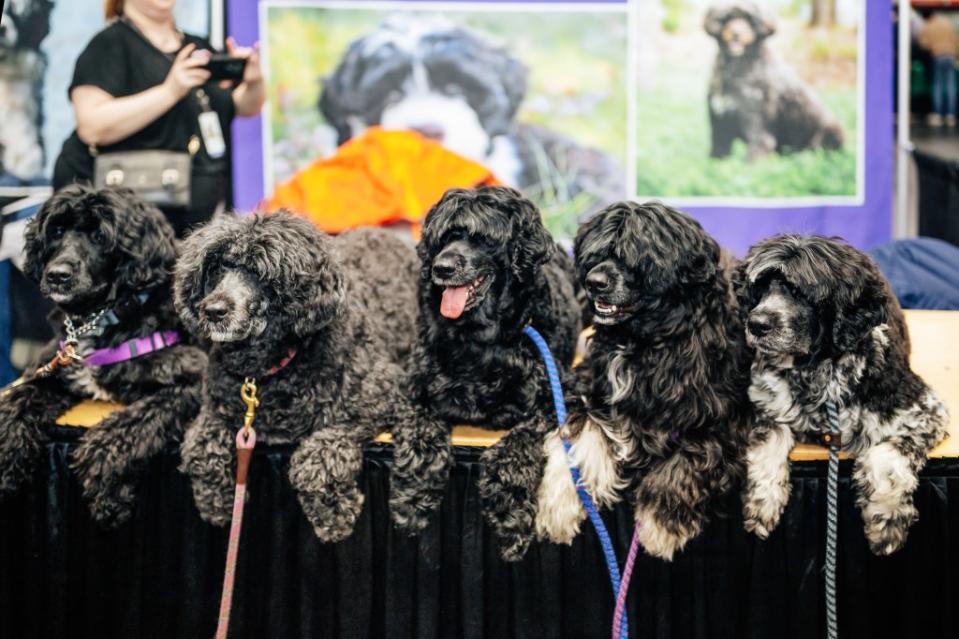 Kayla, Mackenzie, Emma, Kessa and Beatrice — all Portuguese water dogs — at the “Meet the Breeds” event. Poodles were originally bred as water dogs. Emmy Park for N.Y.Post