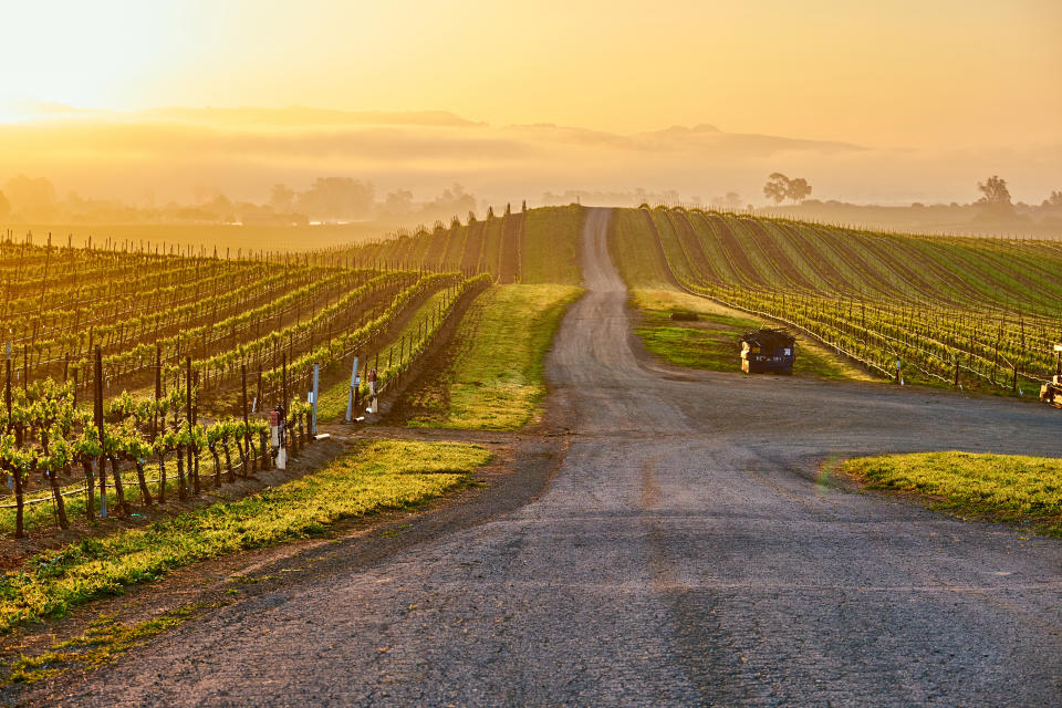 Viñedos en California. Getty Images. 