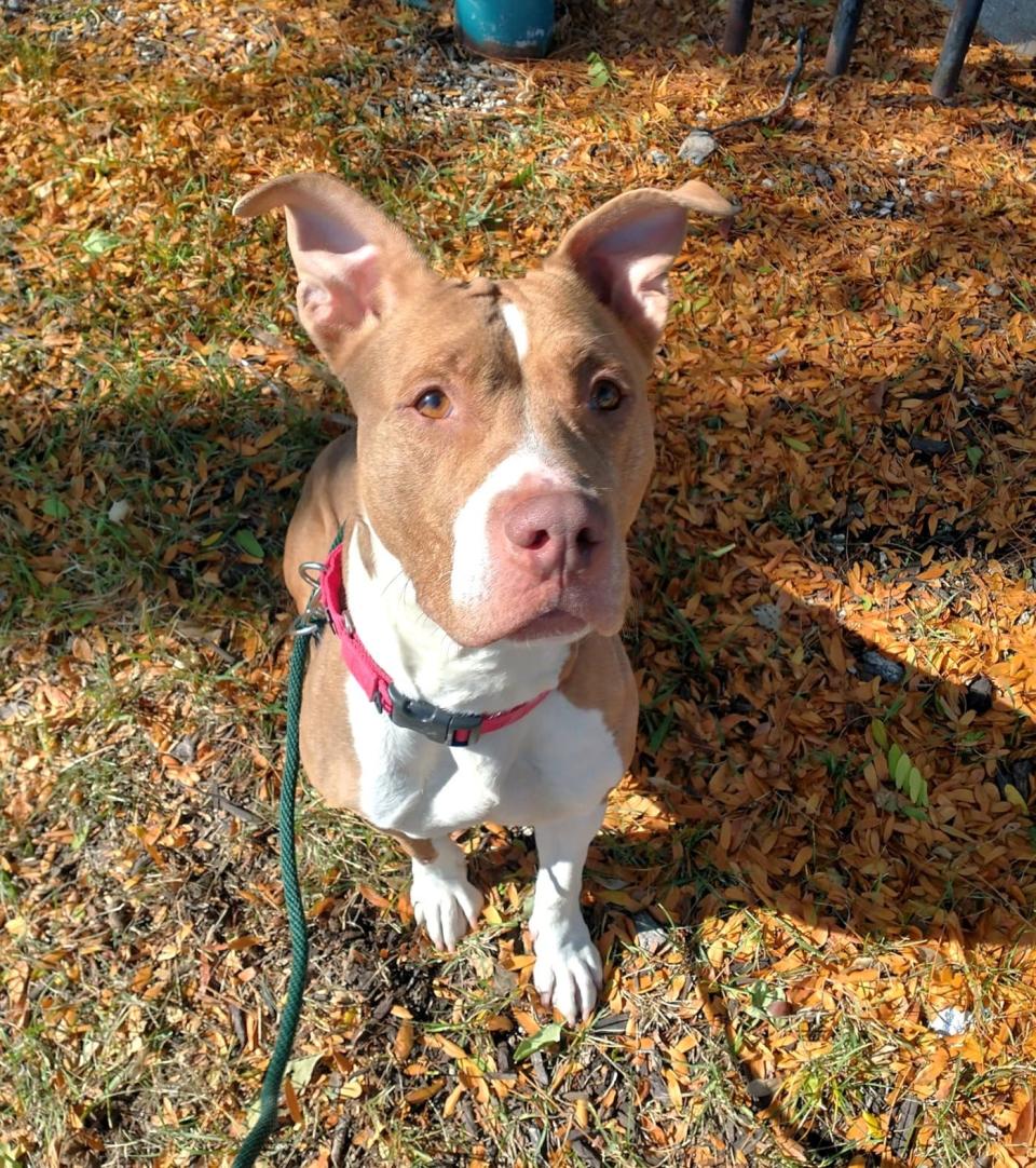 Star is a 3-year-old Terrier mix who's been looking for her home since September 4, 2023.