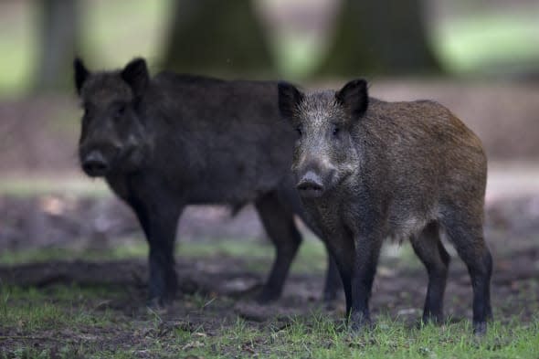 FRANCE-ANIMALS-ENVIRONMENT-FEATURE