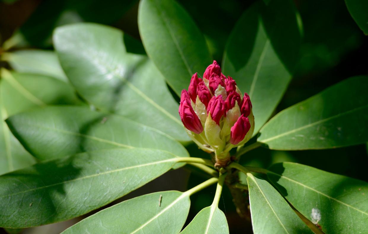 A rhododenron is almost ready to bloom at the 2021 festival.
