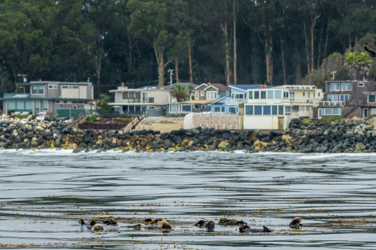 Un groupe de loutres de mer près de Pleasure Point, à Santa Cruz, en Californie, le 14 septembre 2023 (AFP - Nic Coury)