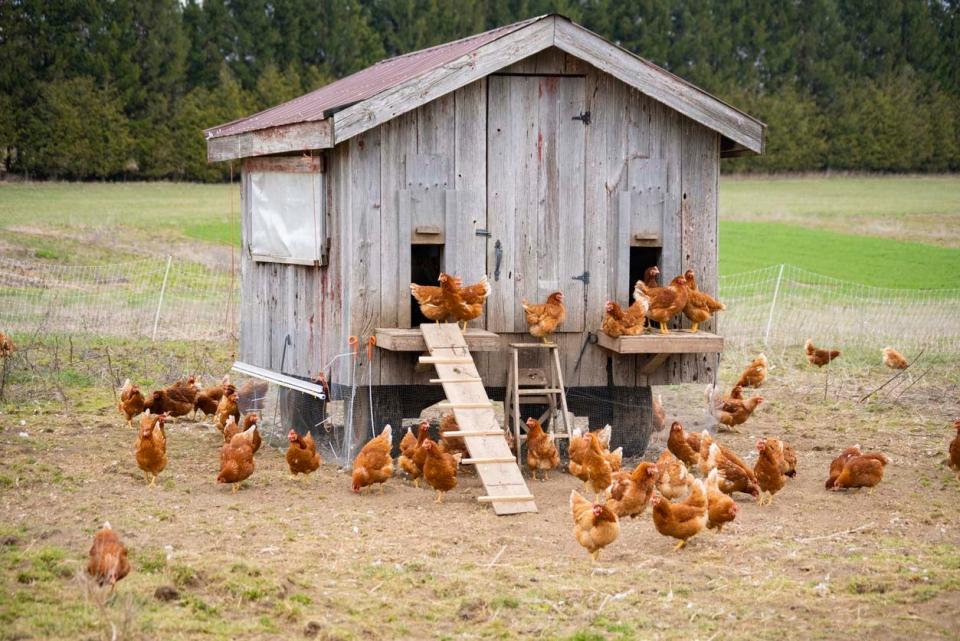 Chicken Coop Cost