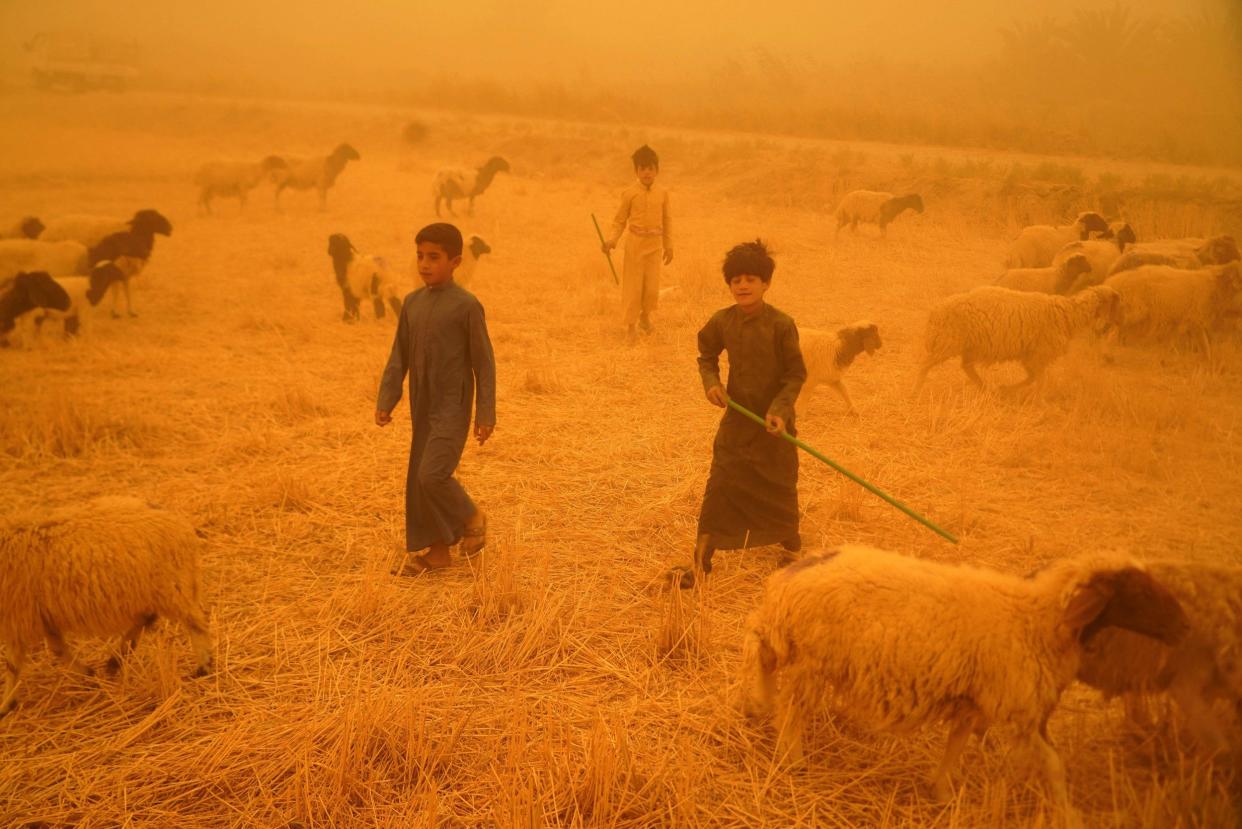 Bedouin shepherds whose animals were banned from entering the Najaf governorate due to the spread of the Crimean-Congo hemorragic fever, walk alongside their grazing flock in the al-Henniyah area outside of Najaf, on May 23, 2022, during a sandstorm sweeping the country