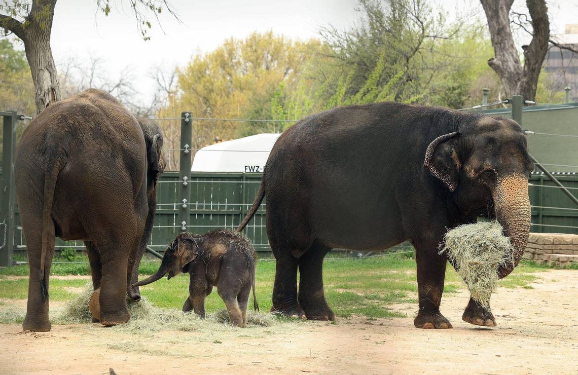 Travis, the newest Asian elephant at the Fort Worth Zoo, plays in the yard with his mother, Belle, left, and grandmother, Rasha, on Tuesday, March 21, 2023. “Zoos are slowly building towards three-generational herds,” said Christine Del Turco, an elephant keeper at the Fort Worth Zoo, in explaining their move towards elephant conservation.