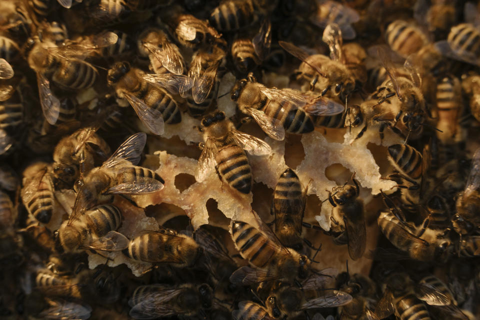 Algunas de las abejas del apicultor Sandro Huter, en Stockenboi, Austria, el 30 de noviembre de 2022. (Ciril Jazbec/The New York Times)