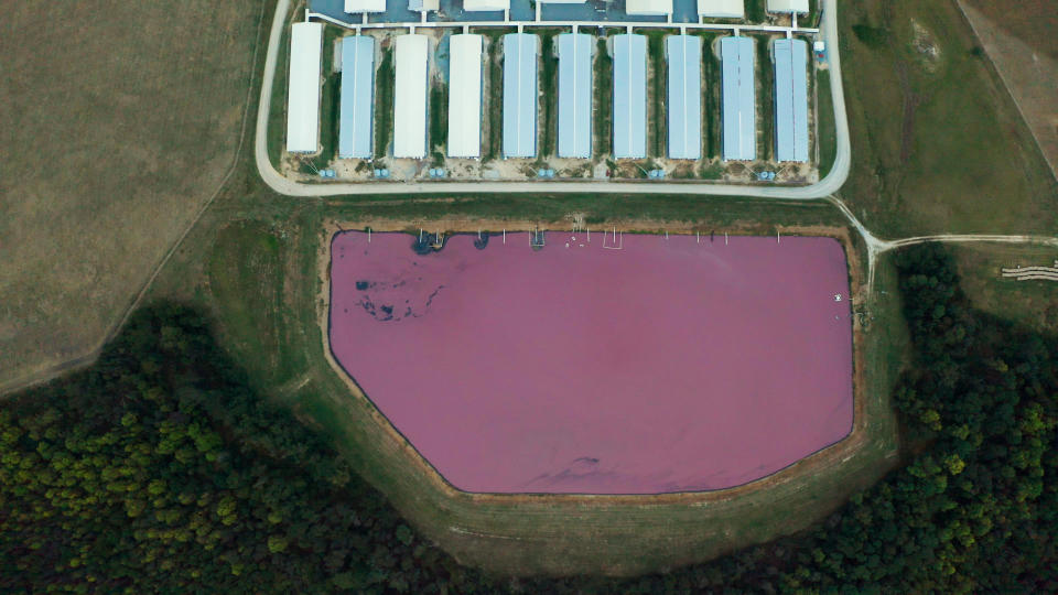 A hog waste lagoon abutting CAFOs in North Carolina.