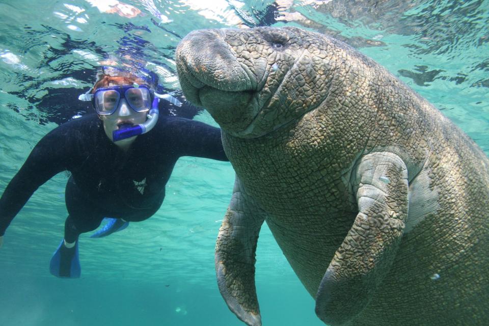 In the western part of Florida, Crystal River is the only place in the United States where you can legally swim with manatees. Tours can be reserved at the Plantation on Crystal River.