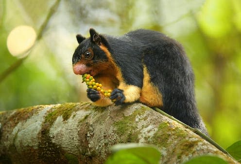 <span class="caption">A grizzled giant squirrel, native to Sri Lanka.</span> <span class="attribution"><a class="link " href="https://www.shutterstock.com/image-photo/close-photo-black-yellow-sri-lankan-381103162" rel="nofollow noopener" target="_blank" data-ylk="slk:Martin Mecnarowski/Shutterstock;elm:context_link;itc:0;sec:content-canvas">Martin Mecnarowski/Shutterstock</a></span>