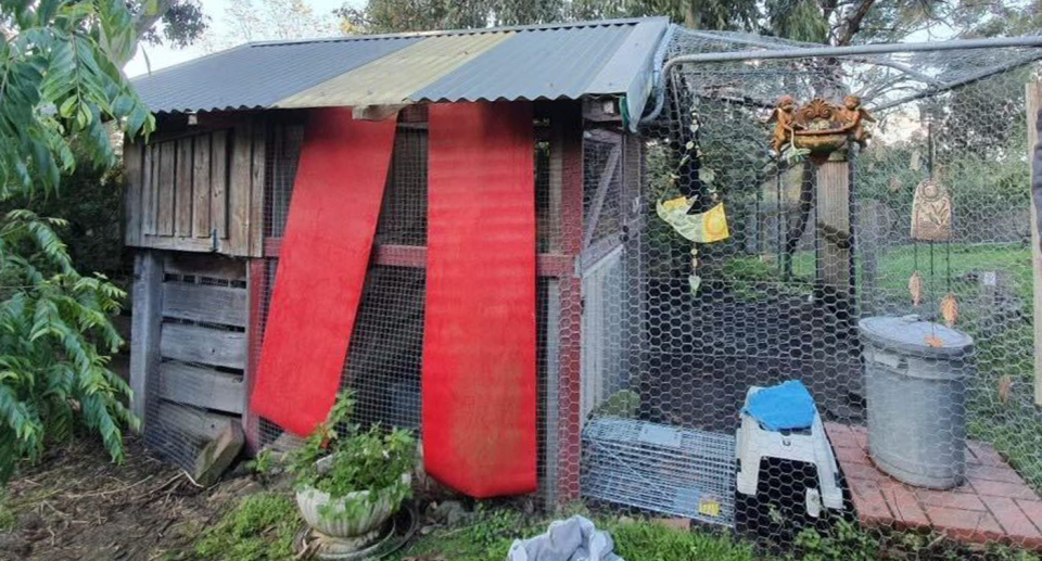 The backyard chicken coop where the quoll was found