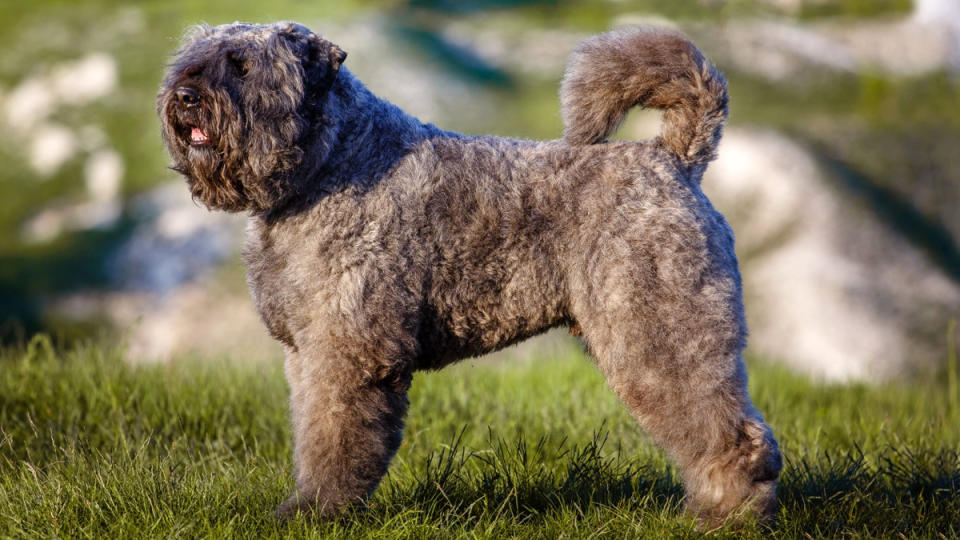 Bouvier des Flandres dog in grass