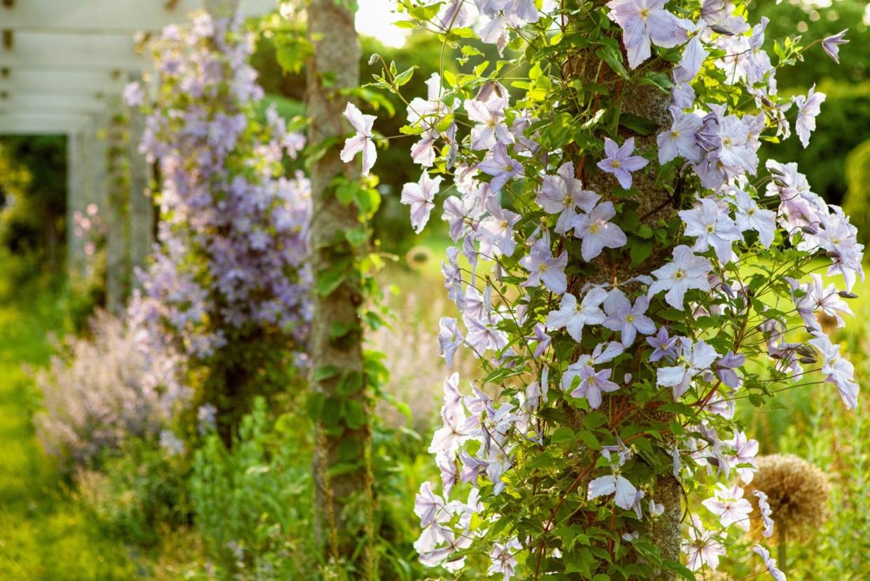 martha clematis