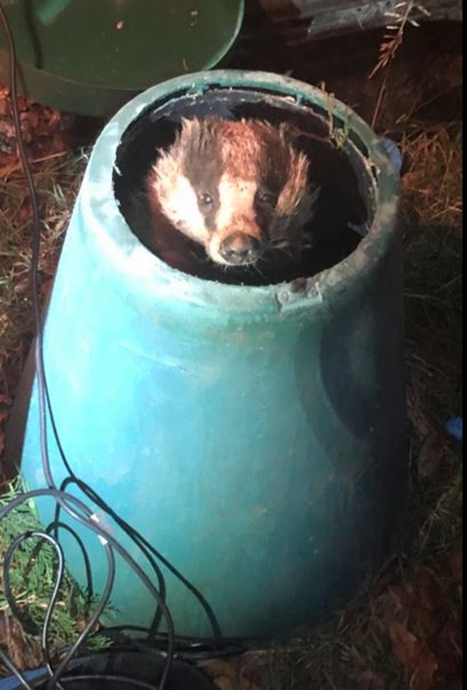 A badger had to be freed using special power tools after getting stuck in a two-foot compost bin in Guildford, Surrey (PA)