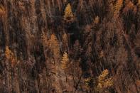 Fire damage from the Red Apple Fire near Wenatchee