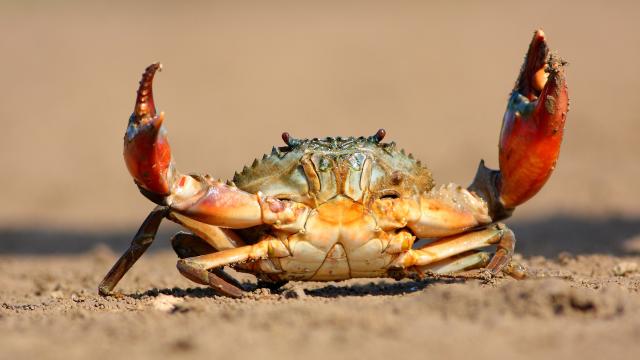 yellow crabs