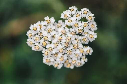 white flowers white flower names