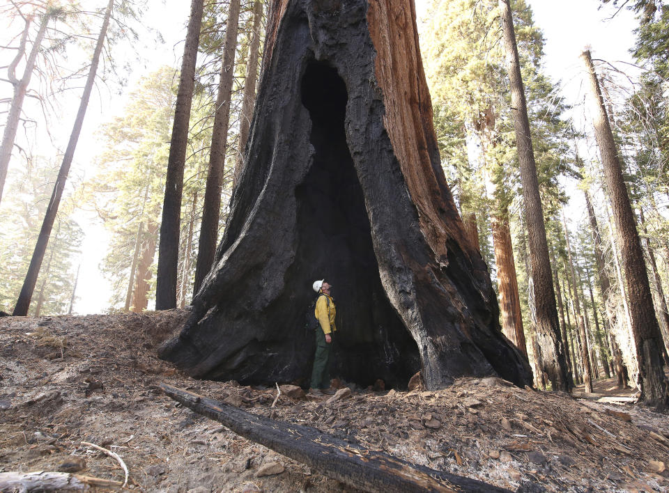 FILE - Assistant Fire Manager Leif Mathiesen, of the Sequoia & Kings Canyon Nation Park Fire Service, looks for an opening in the burned-out sequoias from the Redwood Mountain Grove which was devastated by the KNP Complex fires in the Kings Canyon National Park, Calif., Friday, Nov. 19, 2021. Sequoia National Park is reopening its Giant Forest area, three months after extraordinary efforts saved the grove as Northern California wildfires destroyed thousands of other redwoods. (AP Photo/Gary Kazanjian, File)