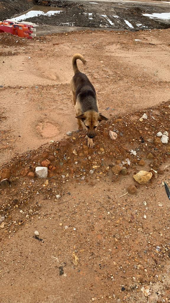 義工計劃救走廢墟中的13隻狗，但有地盤人士阻撓，不准義工救走其中3隻狗。