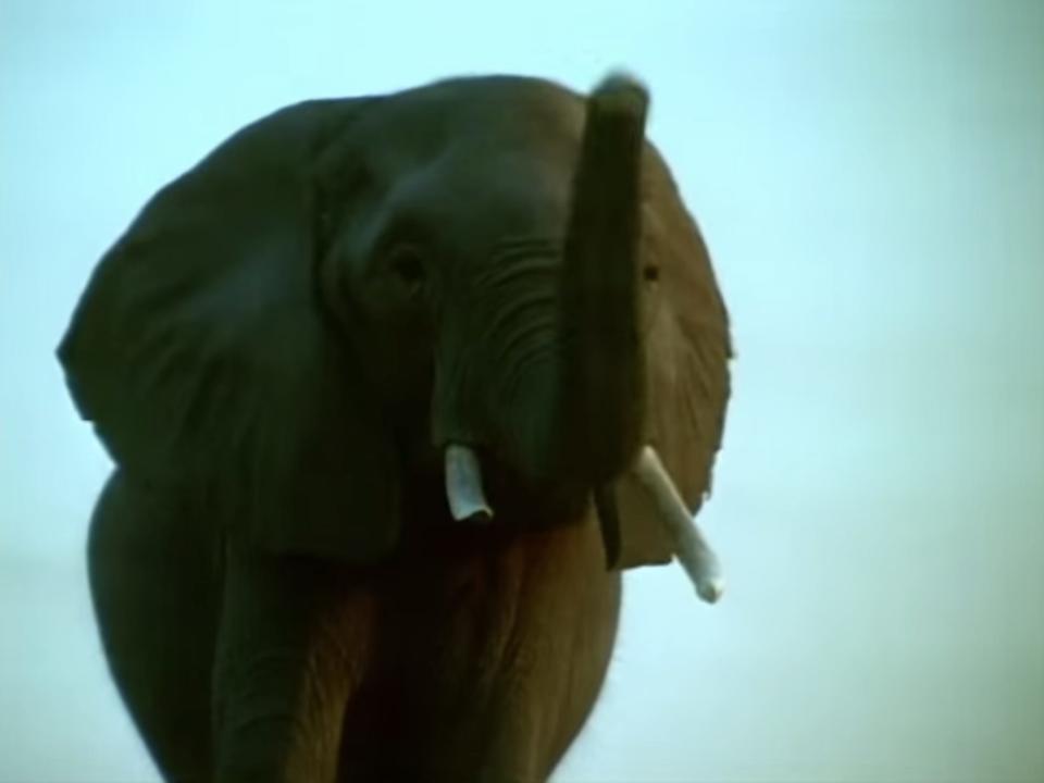 Whispers An Elephant's Tale