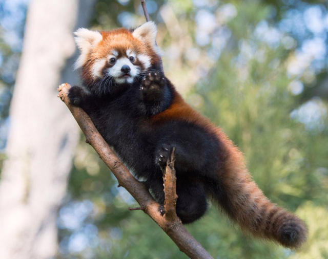 Happy Friday! Say Hello to 10 Zoos\' Cutest Animals