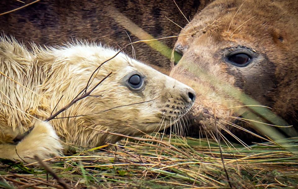 6 November 2022: A grey seal with its pup, at the Donna Nook National Nature Reserve in north Lincolnshire, where they come every year in late October, November and December to give birth to their pups near the sand dunes, the wildlife spectacle attracts visitors from across the UK (PA)