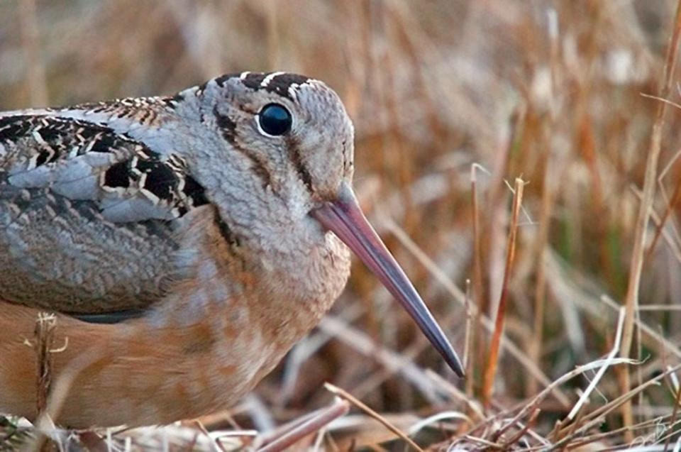 The male American woodcock or timberdoodle.