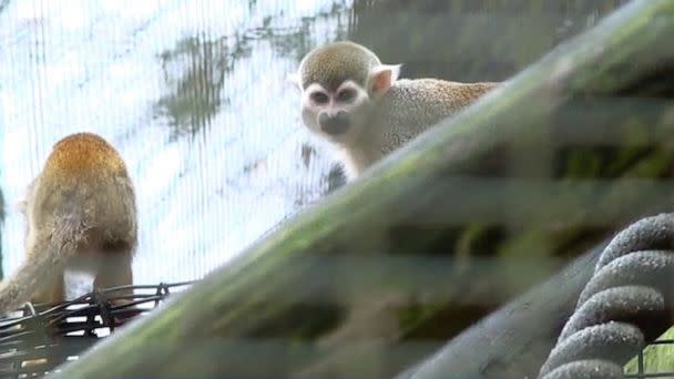 PHOTO: Twelve squirrel monkeys were stolen from an exhibit at Zooisiana in Broussard, La., on Jan. 26, 2023. There were 38 monkeys in the enclosure at the time. (KATC)