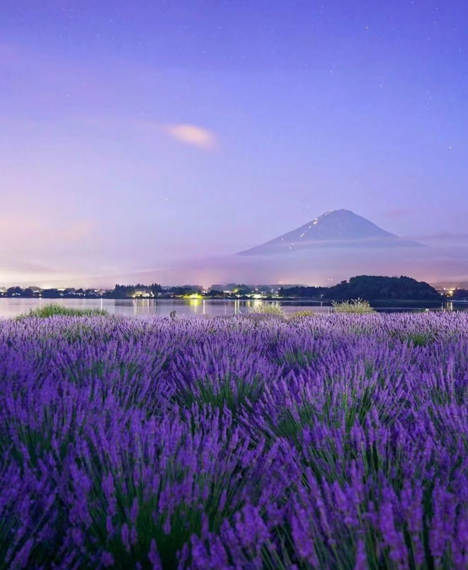 日本旅遊｜2024河口湖薰衣草祭開催！絕美打卡位+7.6一日限定煙花大會 交通方法/東京出發一日遊推介一覽