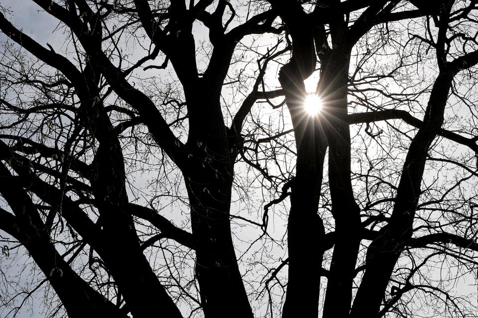 The sun peeks through tree branches April16 at Hardesty Park in Akron.