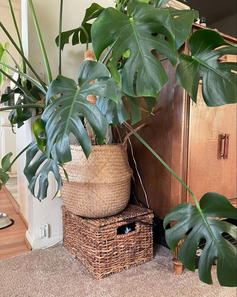 Large house plant in wicker basket.