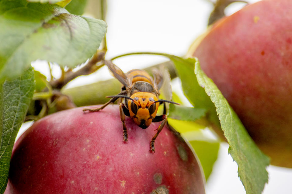 Image: A live Asian giant hornet with a tracking device affixed to it sits on an apple in a tree where it was placed, near Blaine, Wash., on Oct. 7. (Karla Salp / Washington State Department of Agriculture via AP file)