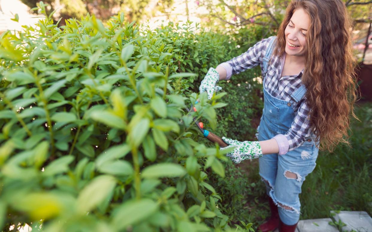 What's the best way to keep my hedges healthy?